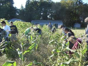 Students harvesting corn