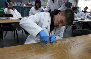 Microbiology student preparing petri dishes for lab.