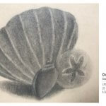 still life sketch of shells