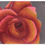 Close up of a red rose pastel drawing