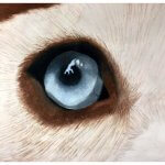 eye of an animal drawing