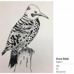 woodpecker pen and ink