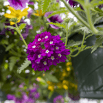 Flowers in hanging baskets