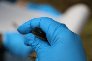 Gloved hands holding a small frog