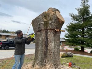 Man cutting stump